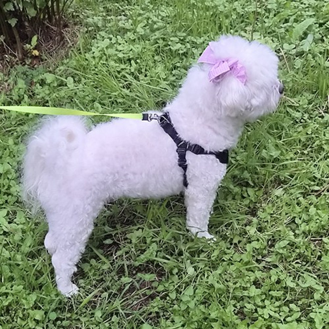 소형견 이어슈슈 강아지 머리띠 리플퍼플 (귓병예방! 귀 통풍 효과에 패션까지 챙기세요), 1개