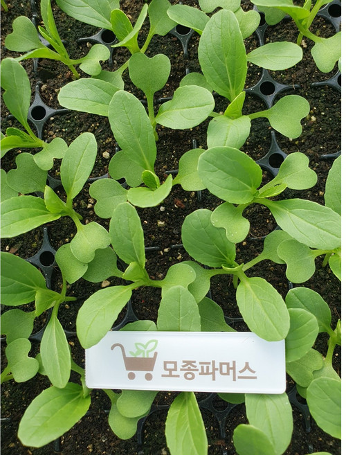 청경채모종 텃밭채소묘종판매 모종파머스, 20개