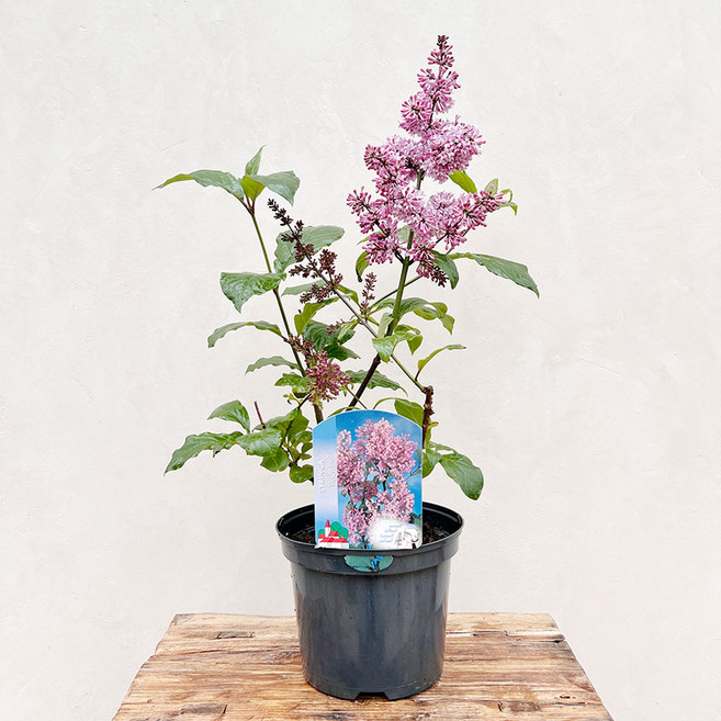 유럽 라일락 자주색꽃 미뉴엣 라일락꽃 수수꽃다리 나무 묘목 화분, 자주색꽃 유럽 라일락 미뉴엣