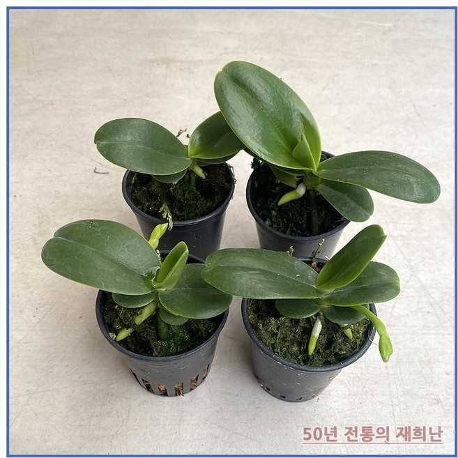 [재희난] 대엽풍란4개, 4개
