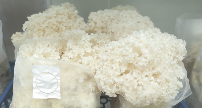 항암에 좋은 꽃송이버섯 1kg ( 50% 반값세일! ), 1개