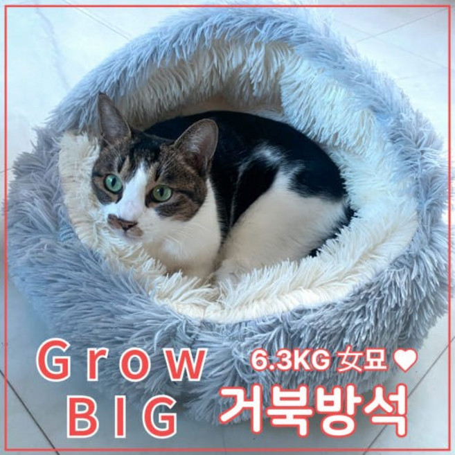 반려집사 쿠션 42도 프리모 고양이 방석, 1개, 그레이