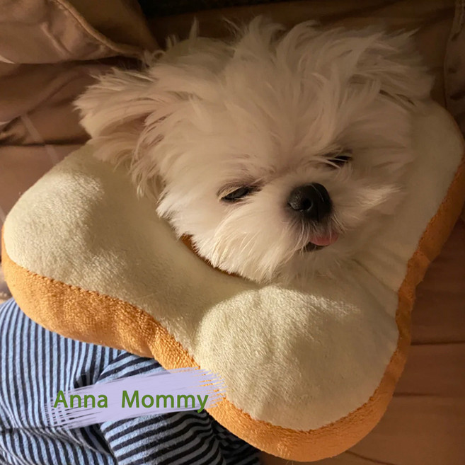 고양이 토스트 엘리자베스 소프트 목도리 고양이 치욕서클 썬플라워 펫 넥워머 보호대새끼 고양이의 목덜미를 핥다., 토스트 S, 1개