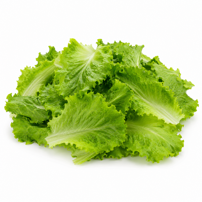 하루농가 새벽경매 당일발송 국내산 로메인, 1개, 2kg