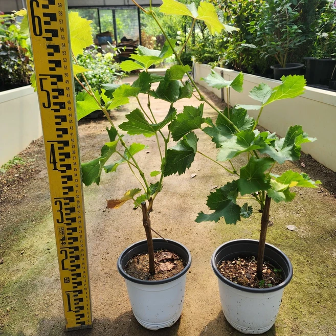 포도나무 묘목 청포도 샤인머스켓 5치포트 가림원예조경 - 쿠팡