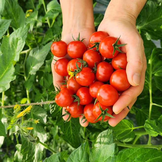 GAP인증 금홍농장 붉은금 고당도요요토마토 30년장인 당일수확발송, 1박스, 1kg