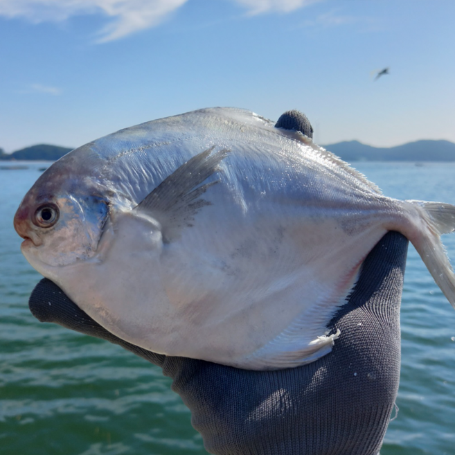 선주직송 생물 병어, 1박스, 2kg (16미 내외)