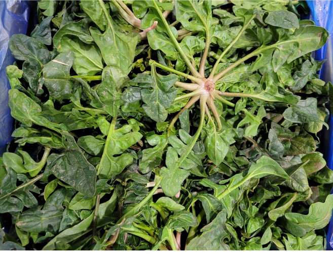 약수농장 국내산 남해 섬초시금치(노지) 2kg 4kg 1박스, 섬초시금치2kg