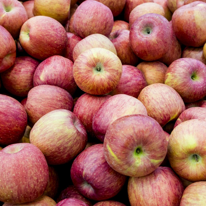 [경북사과] 가성비최고 부사사과 실속가정용 2kg 3kg 4kg 5kg, 1박스, 실속가정용 한입소과 4kg