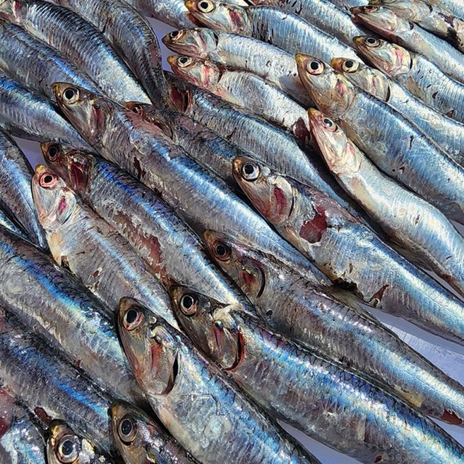 남해 손질 생멸치 급냉 횟감 조림용, 1개, 1kg