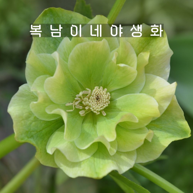 헬레보루스 더블엘렌그린 [1개 복남이네야생화 모종 크리스마스로즈 helleborus], 1개