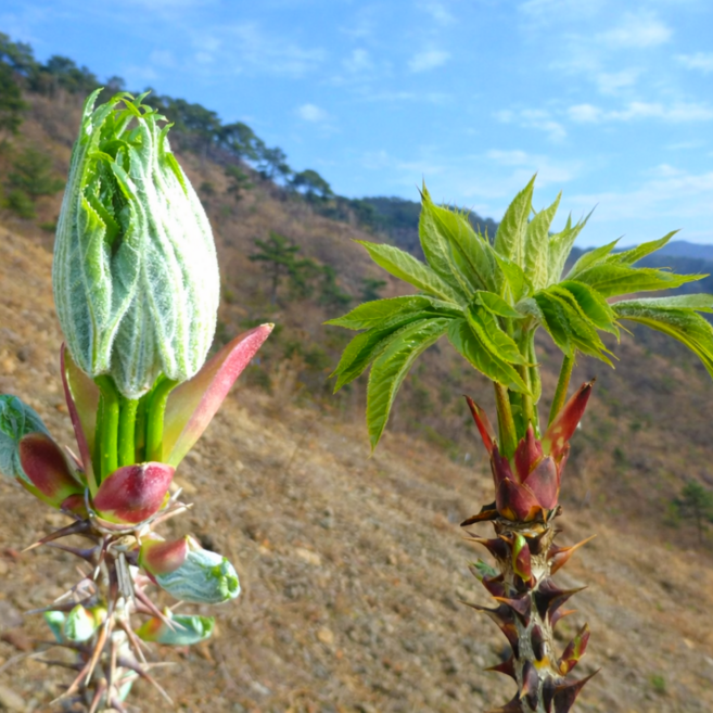 [최상급선별] 자연산 엄나무순 당일수확 산지직송 개두릅, 1세트, 500g