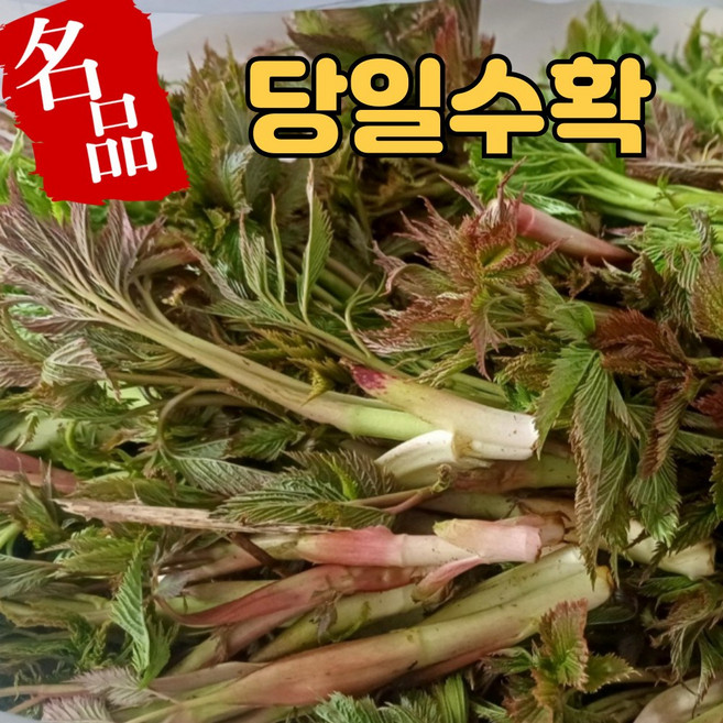100% 노지재배 최상급 눈개승마 1년중 봄에만 만나는 봄나물 삼나물, 1박스, 2kg