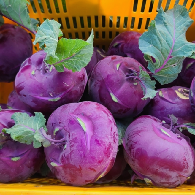 콜라비 제주 콜라비 햇 콜라비 못난이 콜라비, 1박스, 10kg