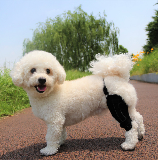 강아지 슬개골 보호대 무릎 탈구 예방 및 재활, 오른쪽, 2호(2~5kg)