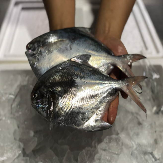 조업 국내산 활 병어 1kg 횟감용 구이용 조림용 다 가능, 1개, 1키로
