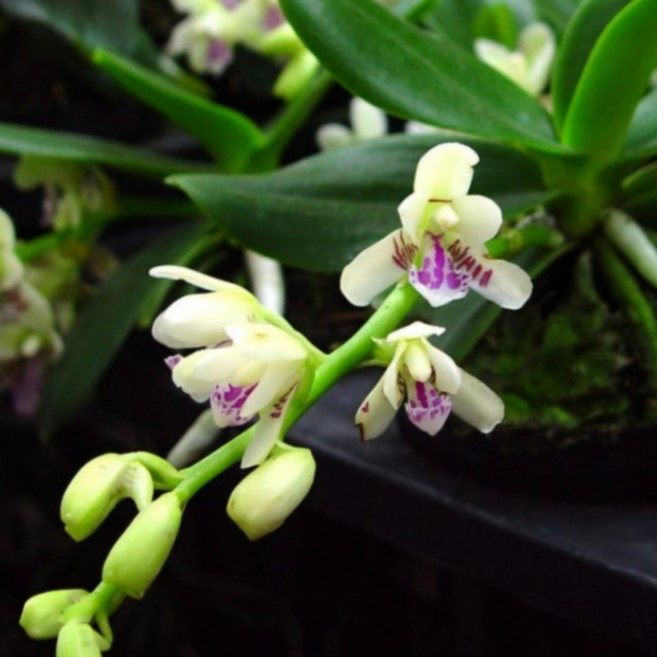 (팜 이연숙TV난원) 동양란 대엽풍란 쌍대, 1개