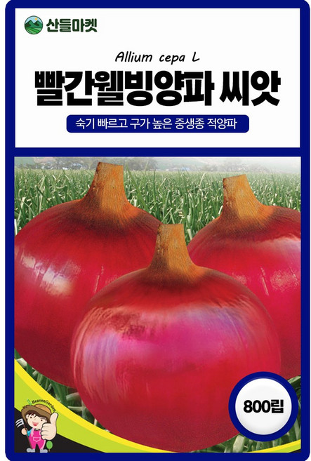 세계종묘 빨간웰빙양파 씨앗 800립 중생종 적양파씨 종자, 2개