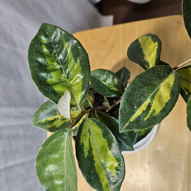 무늬 보리수 (10cm) 황금무늬 보리수 Elaeagnus pungens 'Maculata' 계절 상록수 조경수 울타리 정원수