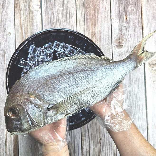 통영 반건조 참돔 특대 40cm이상 제수용, 1개