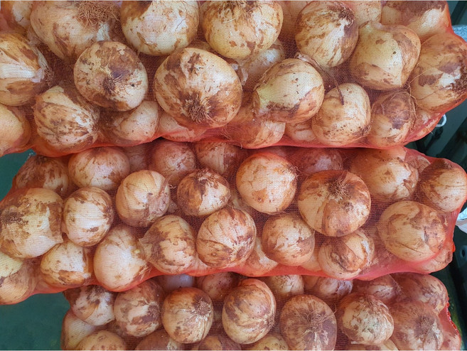 국내산 2026년산 햇 양파 대.소크기 10kg 알뜰농장, 1개, 대10Kg