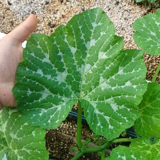 백화점납품 국산 생 호박잎 조선 호박잎, 1박스, 500g