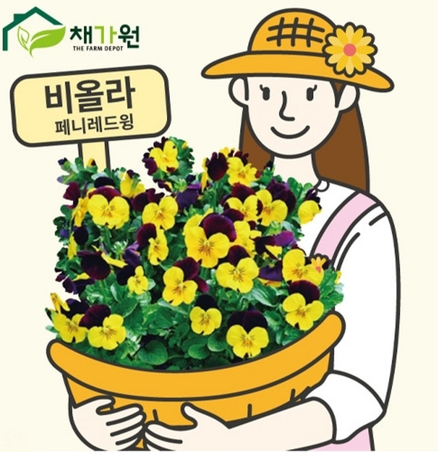 꽃씨앗 비올라 페니 레드윙 (20립) A41, 1개
