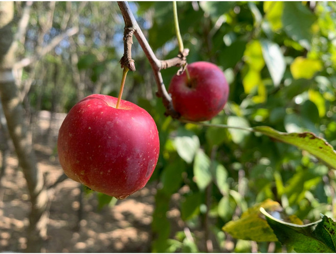 미니사과 묘목 루비에스 알프스오토메 레드필드, 특묘, 1개