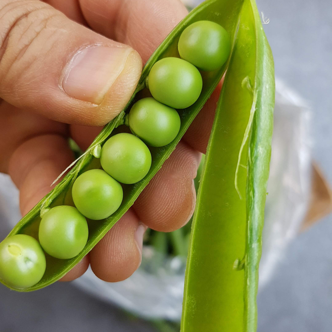 삼시세끼연구소 달큰한 완두콩 2026년 국산 껍질 전라도 햇완두콩, 1박스, 500g