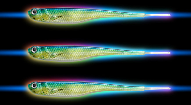 원낚시 저크쉐드 HD 6인치 수평 HORIZ 23년 신형 파워베이트 광어웜 전스펙 DLF 입고