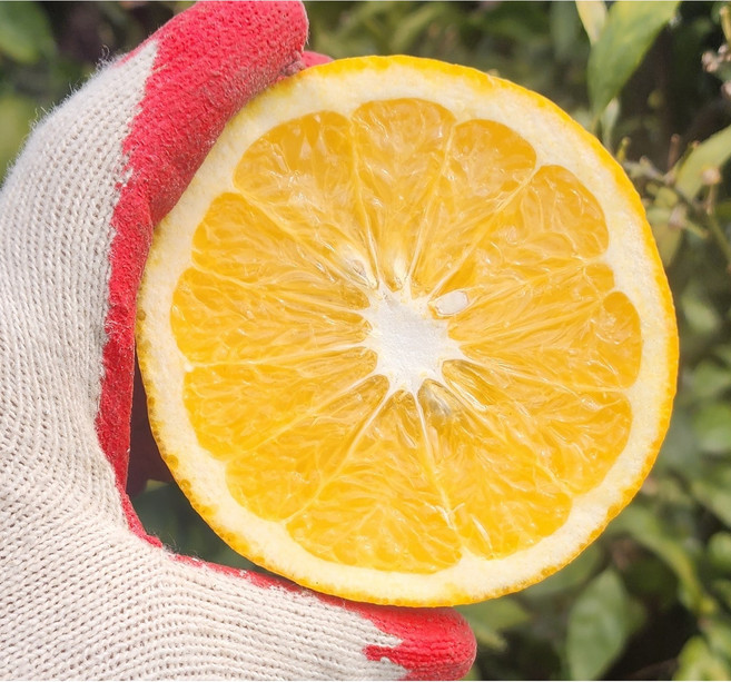 제주자연 하귤 아마나스 제주하귤 나스미깡 산지직송 제주자몽귤, 1박스, 하귤10kg(25-28과)