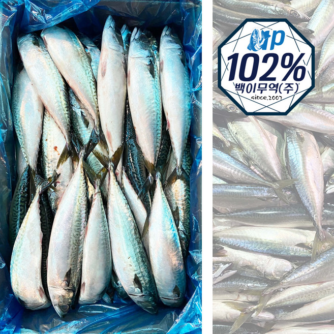국내산 고등어 10kg(2026년경매), 1박스, 10kg (46미 내외)