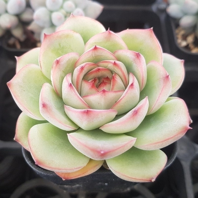 예쁜 다육식물 56가지 모아보기, 9번-실루앙스, 1개