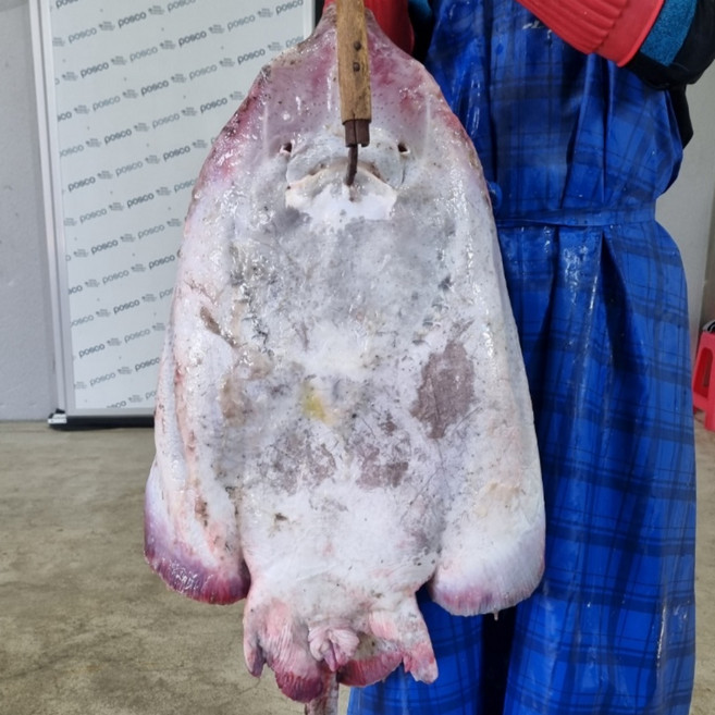 진짜 명품 흑산도 홍어 진짜 홍어 어디까지 먹어봤니?, 1박스, 흑산도 홍어 500g(완전싱싱)