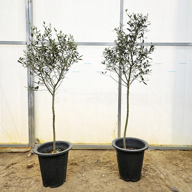 올리브나무 화분묘 _ 외목대 1개 _ 스텐드형