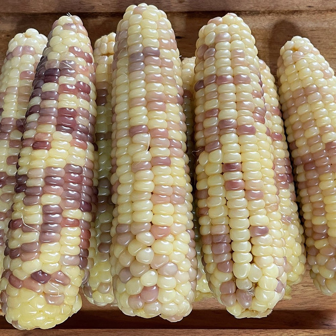 25년 곡성 흑찰옥수수 찐 삶은 옥수수 냉동옥수수, 1박스, 정품 2팩(6송이)/16CM이상