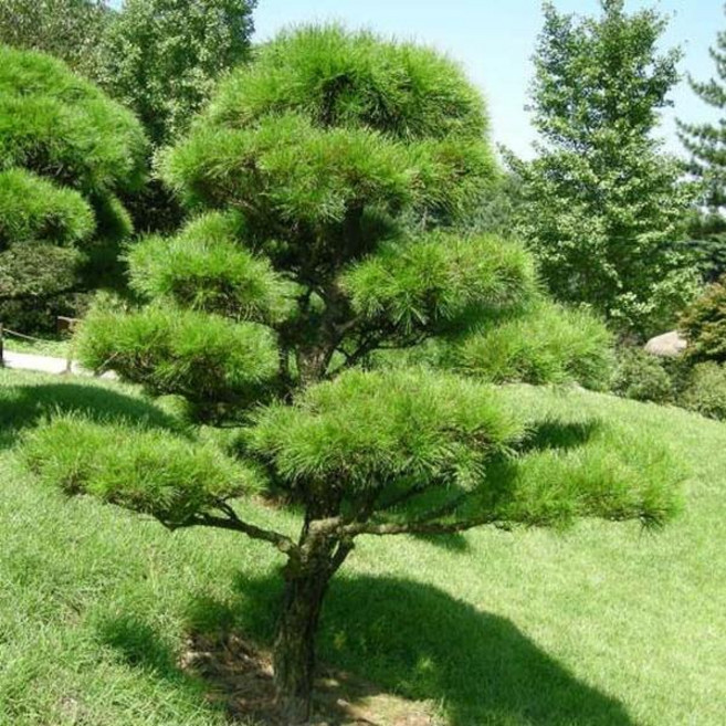 소나무(적송/금강송)수고80~100cm_플러그묘(2주묶음)정원수/조경수/묘목/I0520