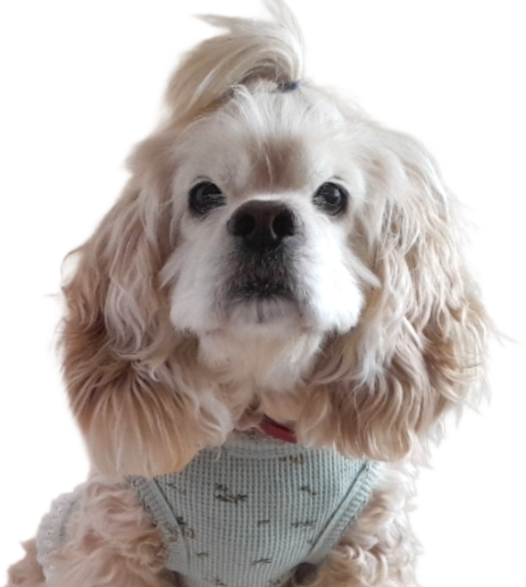 강아지 러블리 봄꽃 면 원피스, 1개, 민트