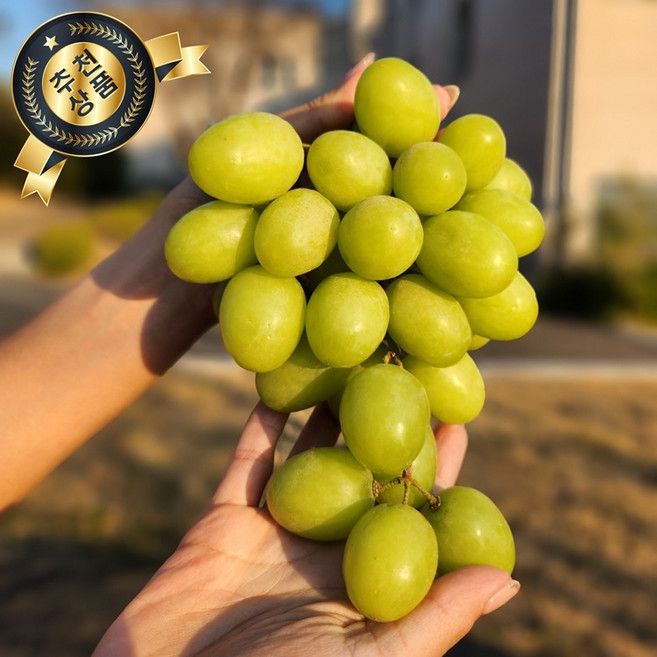 수입산 포도 초고당도 오톰크리스피 청포도 생과, 1박스, 800g x 1팩