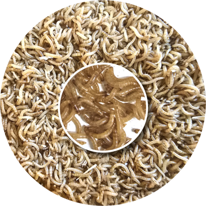 밀웜나라 밀웜 극소 약 0.5cm 200마리, 5g, 2개