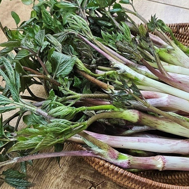 국내산 봄나물 땅두릅 500g 나물 요리 반찬 드룹 독활, 1개