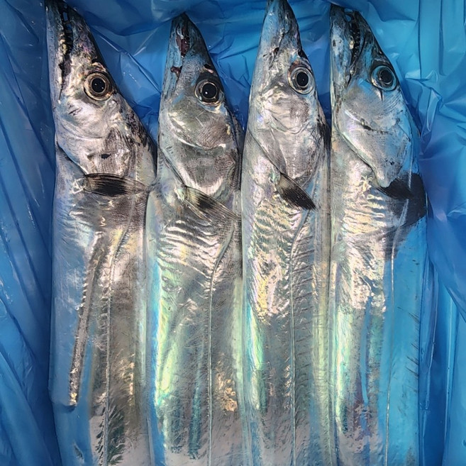 새벽경매 제주갈치 생갈치, 생물갈치 특대+ 600g 3마리 1.8kg, 1개