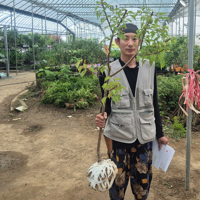 자두나무 묘목 추희가을자두 3년생 4년 왕자두 로얄대석 나무, 추희자두 3년생 결실주, 1개