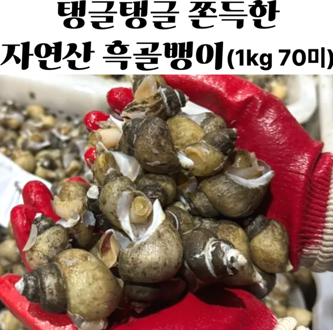 동해안 당일조업 흑골뱅이 생물 골뱅이, 1박스, 2kg