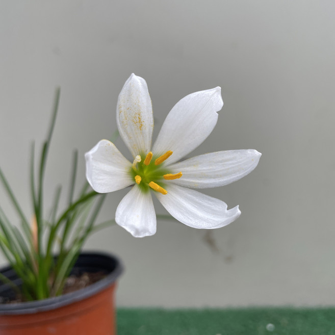 [다온야생화] W6328 실란.실난 (10cm) [랜덤]