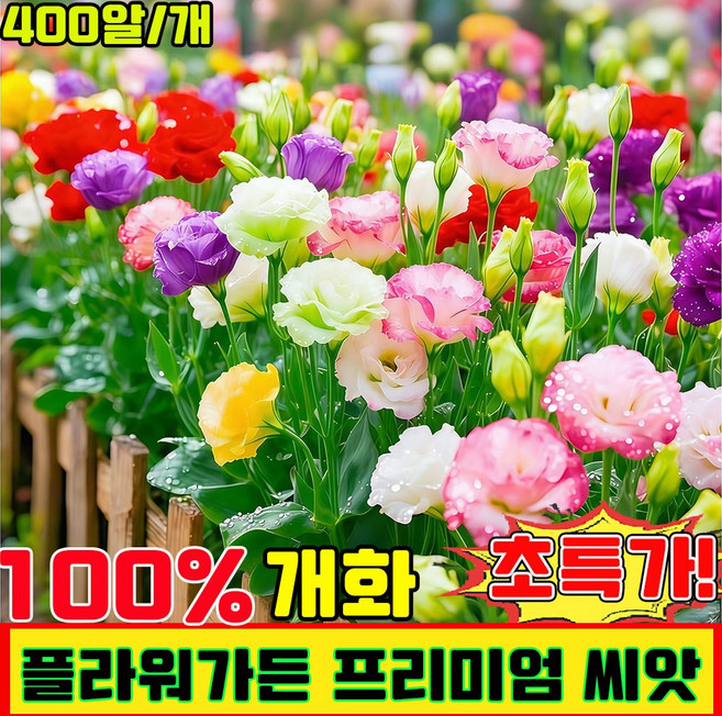 노지 월동 다년생 꽃 씨앗 플라워가든 프리미엄 씨앗 4계절 꽃 씨앗 혼합 꽃씨앗 노지 월동 야생화 봄꽃 씨앗 식물은 천연 공기 여과기 사계절 개화, 1개