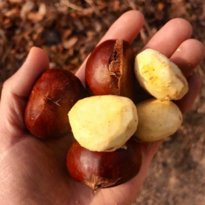 25년산 산지직송 달디단 햇밤 공주밤, 800g, 1개