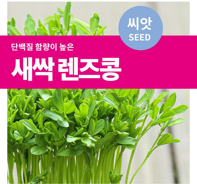 마이플랜트 새싹 렌즈콩 씨앗, 12g, 1개