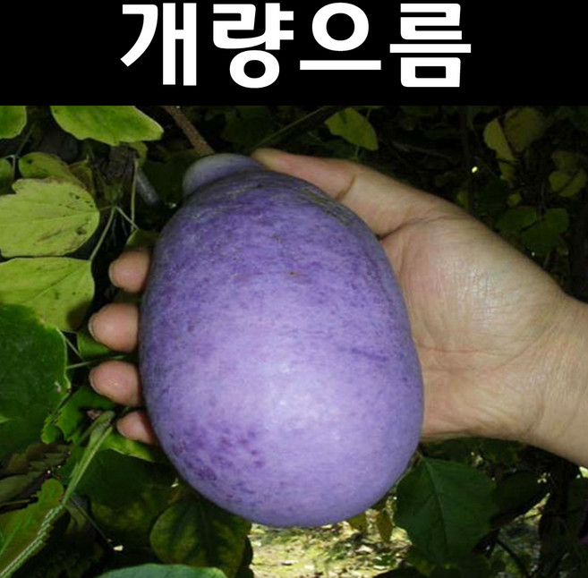 개량으름(대과종) 나무 묘목 삽목2년 포트1개/유실수 과실수, 1개