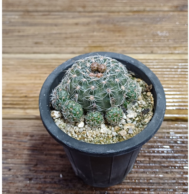 행복한꽃순이//님의향기선인장/실생, 1개